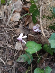 Cyclamen hederifolium