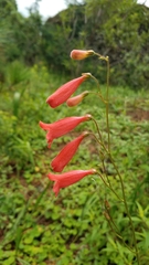 Penstemon miniatus apateticus