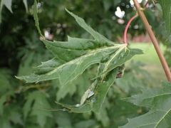 Dasineura aceris