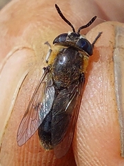 Heptatoma pellucens