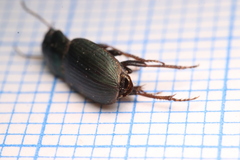 Harpalus