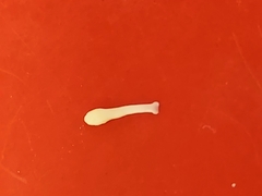 Cestoda