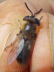 Heptatoma pellucens