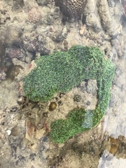 Galaxea fascicularis