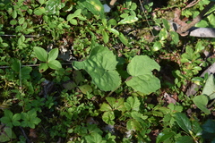 Arnica cordifolia