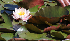 Nymphaea alba
