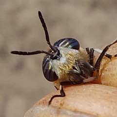 Heptatoma pellucens