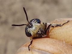 Heptatoma pellucens