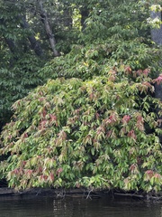 Oxydendrum