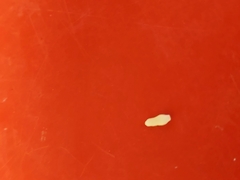 Cestoda