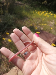 Rhinotyphlops lalandei