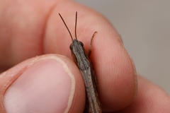 Chorthippus dichrous