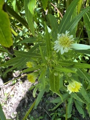 Symphyotrichum ontarionis