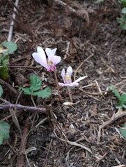 Cyclamen hederifolium