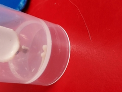 Cestoda