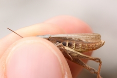 Chorthippus dichrous