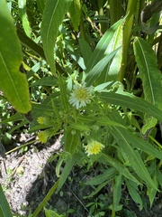 Symphyotrichum ontarionis