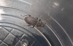 Otiorhynchus sulcatus