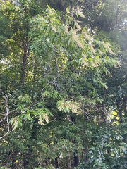 Oxydendrum arboreum