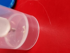 Cestoda
