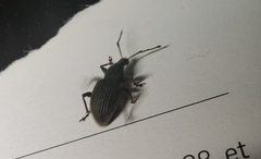 Otiorhynchus sulcatus