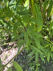 Symphyotrichum ontarionis