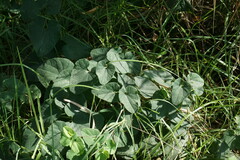 Aristolochia clematitis