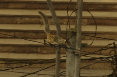 Sciurus stramineus