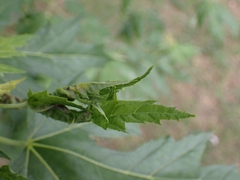 Dasineura aceris