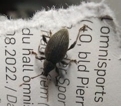 Otiorhynchus sulcatus