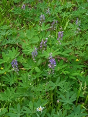 Lupinus latifolius