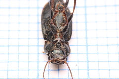 Harpalus