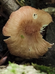 Contumyces rosellus