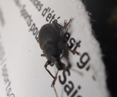 Otiorhynchus sulcatus