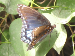Limenitis arthemis astyanax