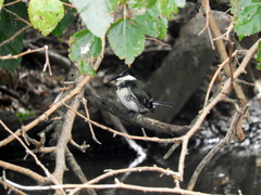 Chloroceryle americana