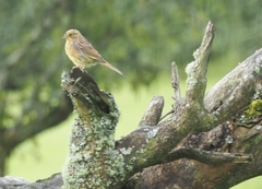 Emberiza citrinella caliginosa