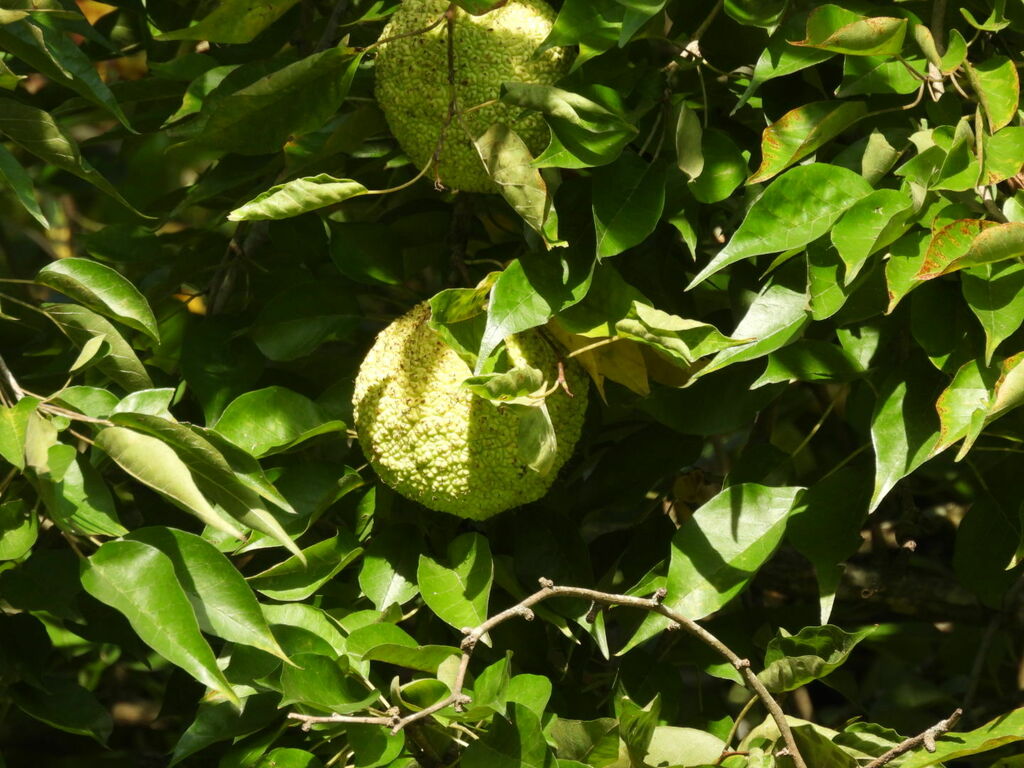 Osageorange from 1624 W Carolina Ave, Hartsville, SC 29550, USA on September 2, 2022 at 1008