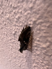 Chrysodeixis
