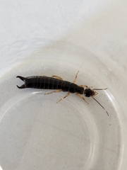 Euborellia annulipes