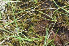 Scorpidium revolvens