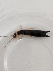 Euborellia annulipes