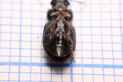 Harpalus