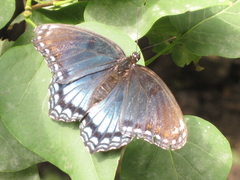 Limenitis arthemis astyanax