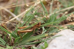 Chorthippus dichrous