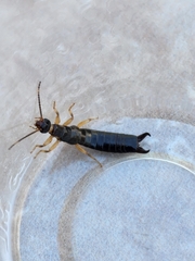 Euborellia annulipes