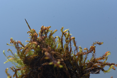 Scorpidium revolvens