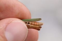 Chorthippus dichrous