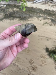 Cipangopaludina chinensis