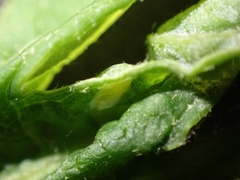 Dasineura aceris